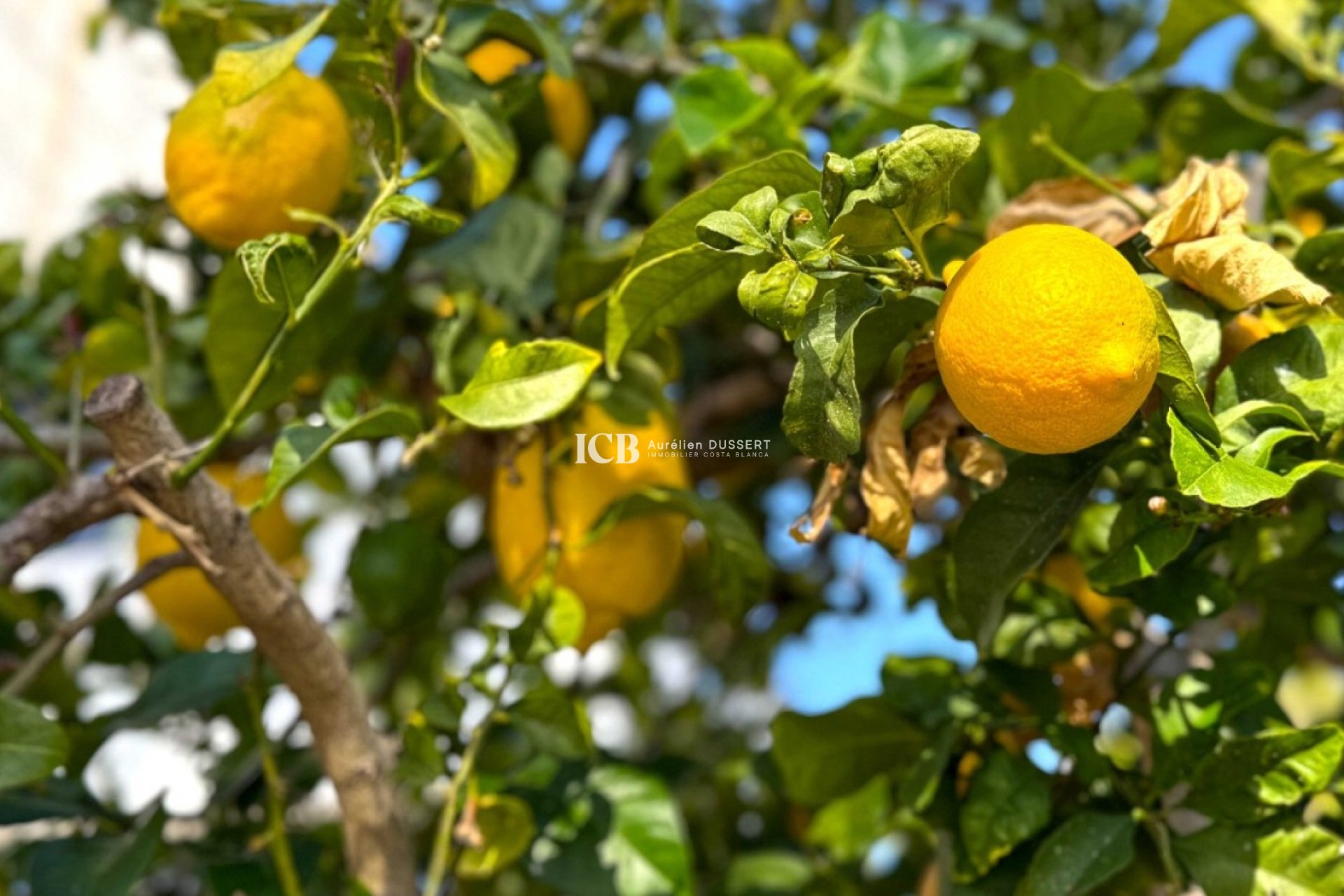 Reventa - Casa independiente -
Orihuela Costa - Villamartín