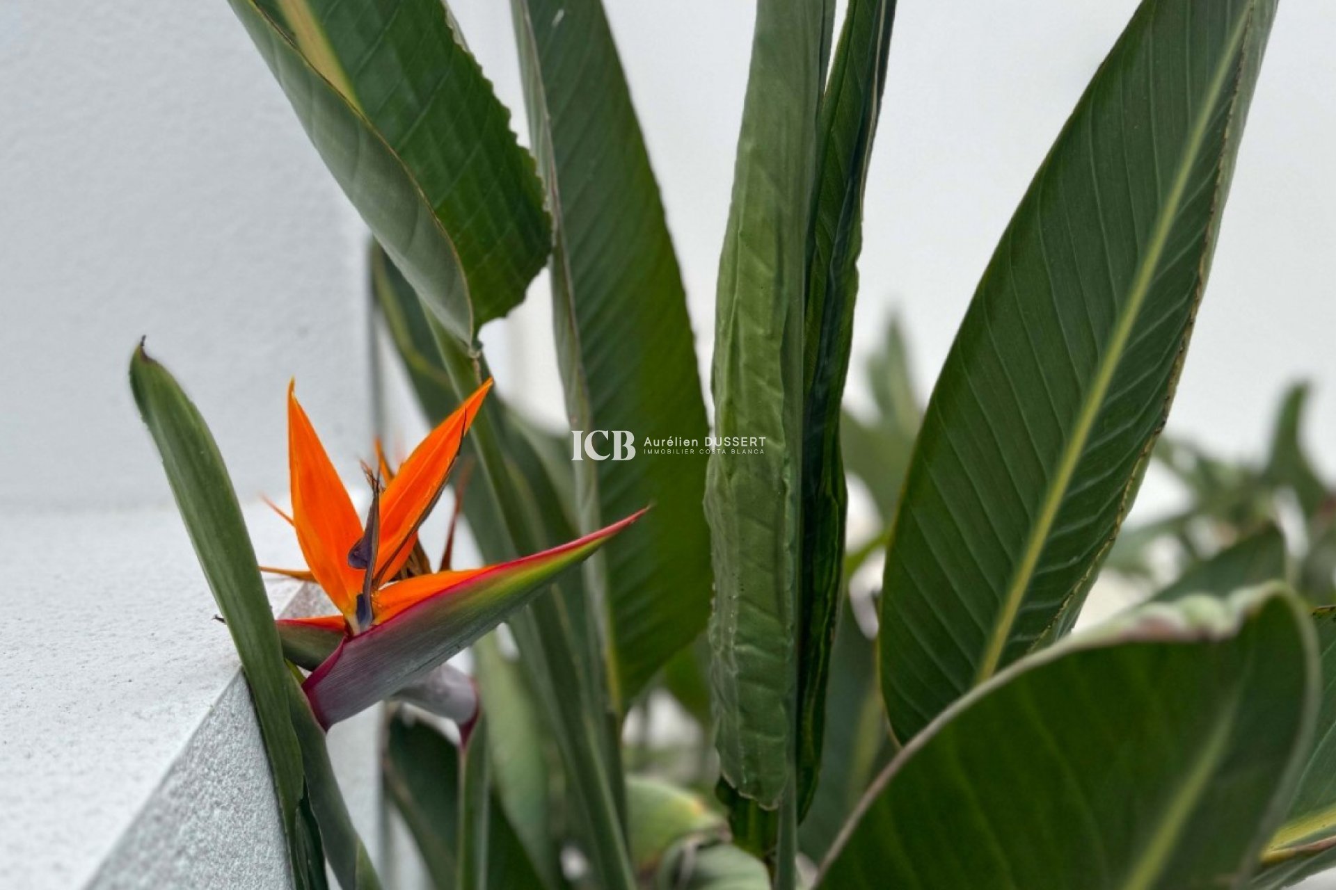 Reventa - Villa -
Los Balcones - Torrevieja